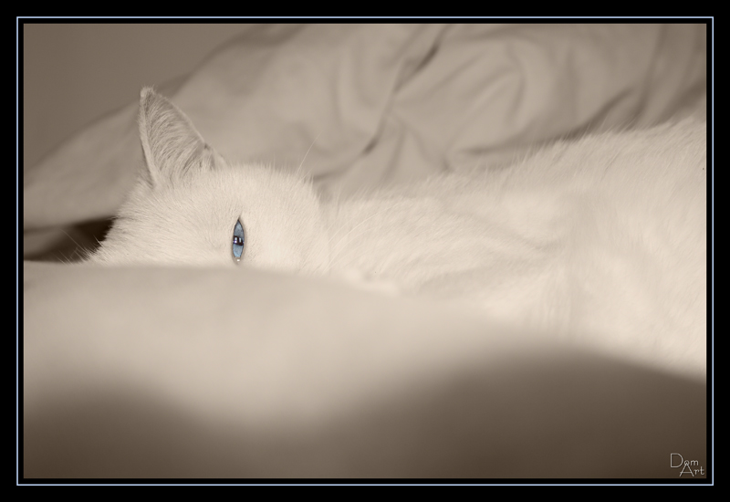 Blue belle.jpg